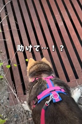 犬の後ろ姿