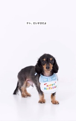 スタイをつけるテトくん