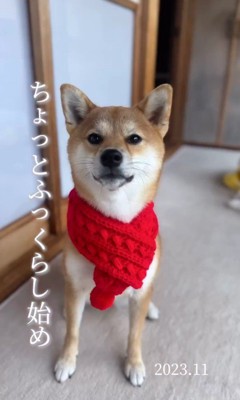 クルミちゃんの1年間の写真4