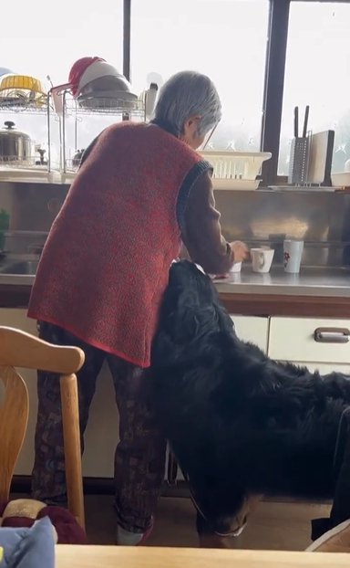 台所に立つおばあちゃんにくっつくバーニーズマウンテンドッグ