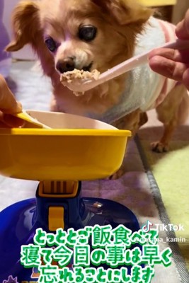 ごはんを食べるぽちこちゃん