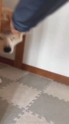 玄関先で飼い主に頭を撫でられる犬