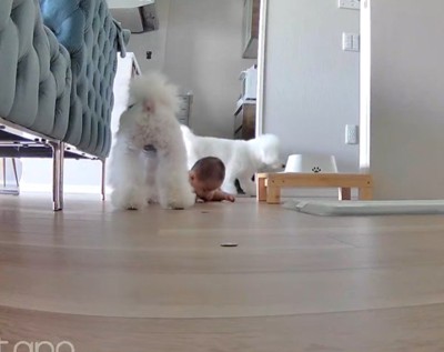 「ママに教えに行ってくる！」