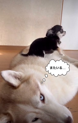 「また子犬が乗ってる…」