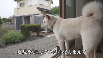 退屈そうに外を眺めるノンくん