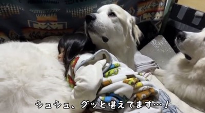 動かず耐える犬