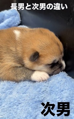 頭を低くして眠る子犬
