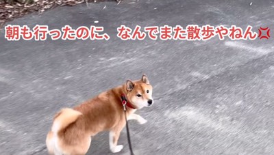 散歩する柴犬