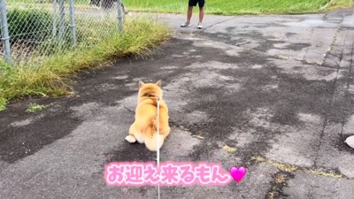 座ってしまったおもちちゃん