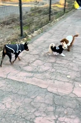 逃げるこはくくん