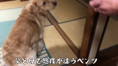 ゴールデンレトリバーのベンツくん