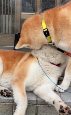 横になっている秋田犬の顔の上にもう1匹の秋田犬の顔