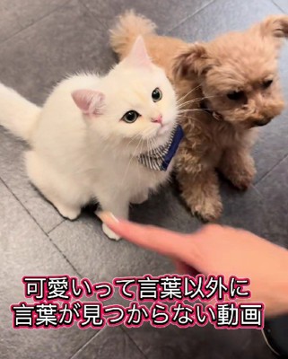 犬に「お手」と言ったら…
