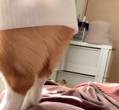 後ろ足で立ち上がって窓の外を眺める犬