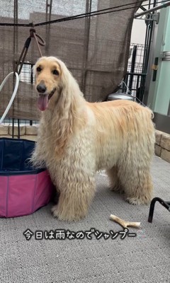 マークリンくんのシャンプー前後