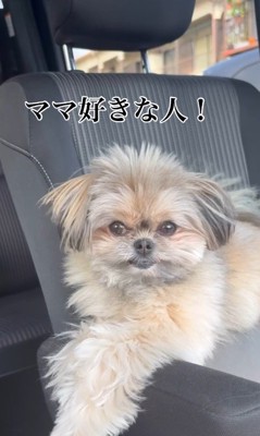 こんぶちゃんにパパとママを好きか聞いたら2