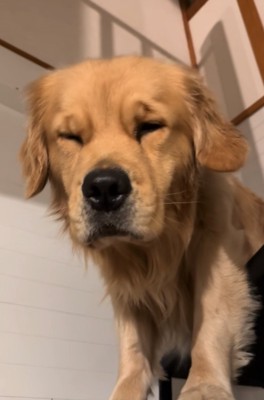 寝起きのゴールデンレトリバー4