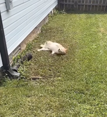 晴れた日にお庭で遊んでいたポチタくん