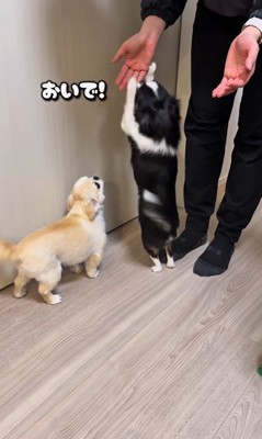 ママさん帰宅時のピノちゃん＆パルムちゃん5