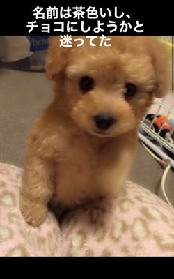 茶色の可愛いトイプードル