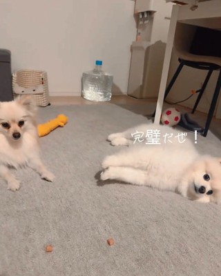 得意気なベアくん