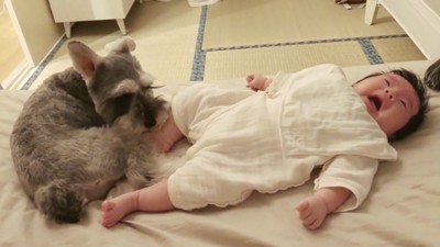 赤ちゃんの足を舐める犬