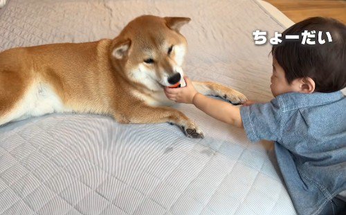 むぎくんVS男の子のボールの取り合い