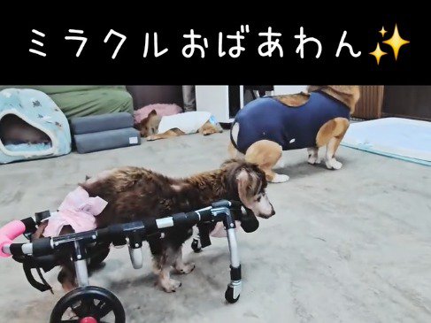 部屋の中を歩き回る車椅子の老犬