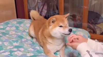 おやつをシャッフル