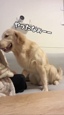 「やったなぁ~」というゴールデンレトリバー