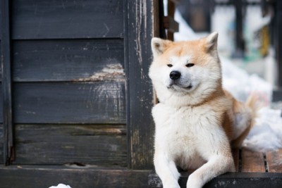 窓から身を乗り出す秋田犬