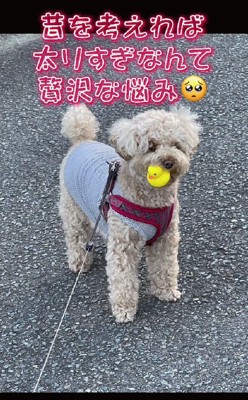 絶賛ダイエット中!!