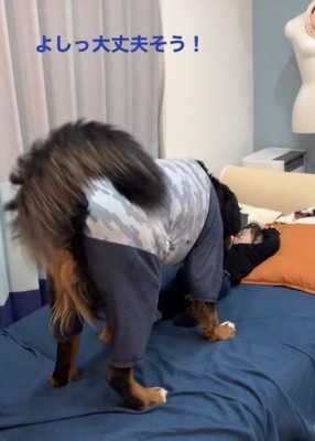 シッポを振りながら女の子を嗅ぐ犬