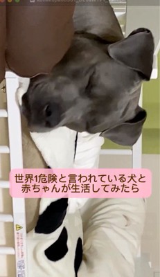 目をつむる犬