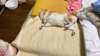 甘えん坊のらんまるくん