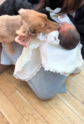 赤ちゃんとワンコ2匹の初対面5