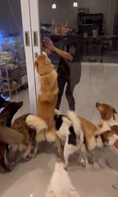お母さんを歓迎する保護犬たち2