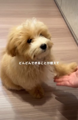 お手する子犬
