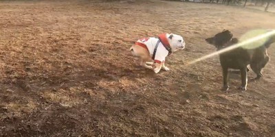 走っているブルドッグと黒い犬