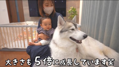 女性に撫でられる犬