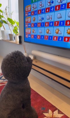 天気予報をチェックするCOCOちゃん2