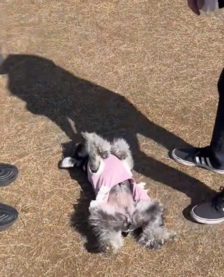 降参を続ける陽菜ちゃん