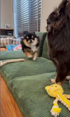 追い詰められたしょうぶ君の行動7