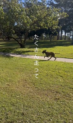 リバくんが2歳になるまで8