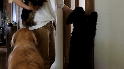 ルーク君をお散歩に誘った時の態度3