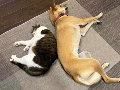 仲良しのみーちゃん