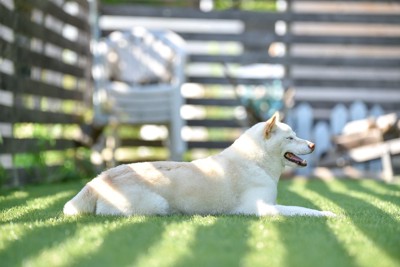 芝でくつろぐ白柴