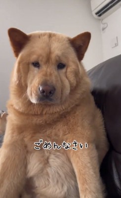 謝る投稿主さん