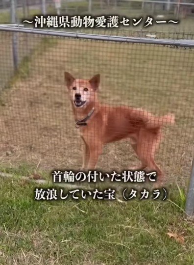 あるわんこの物語