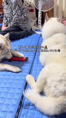 おもちゃで遊ぶメスの犬